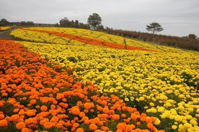 天然マリーゴールド花種、大量千粒+安心安全匿名配送です\(^o^)/ < ペット/手芸/園芸 天然マリーゴールド花種、大量千粒+安心安全匿名配送です\(^o^)/ < ペット/手芸/園芸の