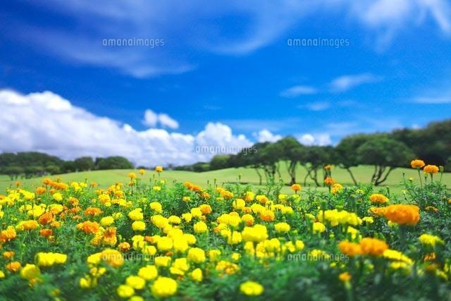 天然マリーゴールド花種、大量千粒+安心安全匿名配送です\(^o^)/ < ペット/手芸/園芸 天然マリーゴールド花種、大量千粒+安心安全匿名配送です\(^o^)/ < ペット/手芸/園芸の