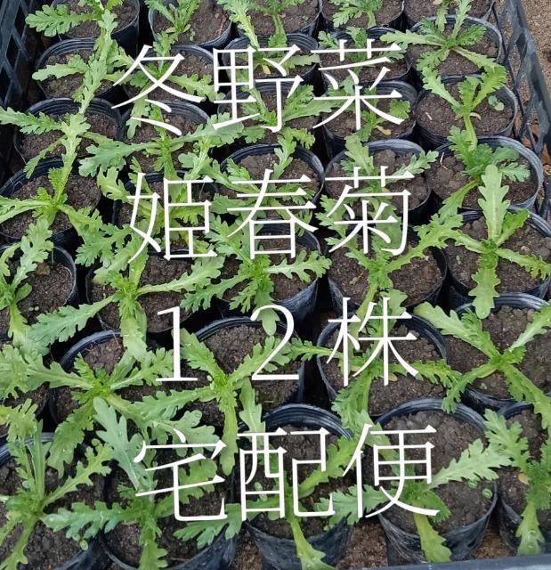 �P�t�e�̋����c�P�Q���Z�b�g�{�|�b�g�c��z�ց{���S���S�����z���ł��_(^o^)�^  �� �y�b�g/��|/���|�� 