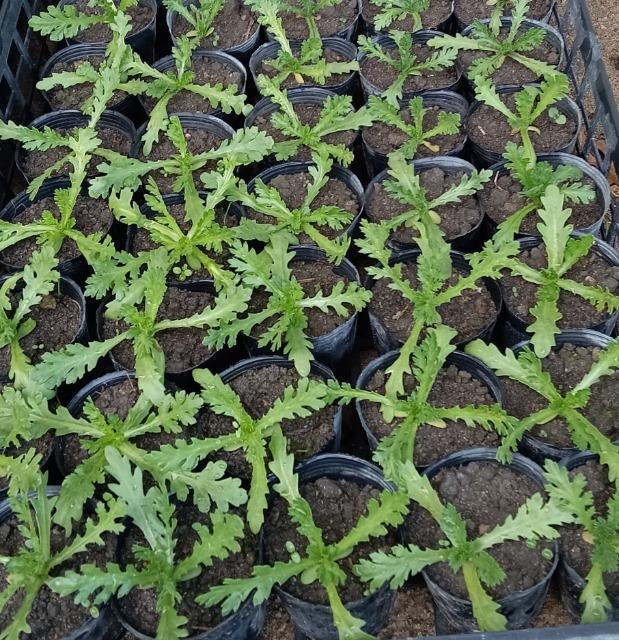 �P�t�e�̋����c�P�Q���Z�b�g�{�|�b�g�c��z�ց{���S���S�����z���ł��_(^o^)�^ �� �y�b�g/��|/���|�� 