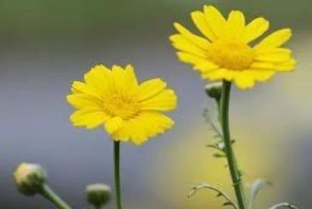 �P�t�e�̋����c�P�Q���Z�b�g�{�|�b�g�c��z�ց{���S���S�����z���ł��_(^o^)�^ �� �y�b�g/��|/���|�� 