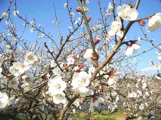 ݌ɏȂIBYY~썂~B 2L(1.2kg)