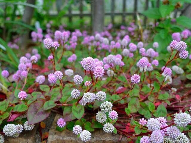 stqc\o (P) qy130z   ybg/|/| 