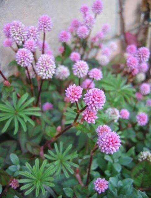 stqc\o (P) qy130z  ybg/|/| 