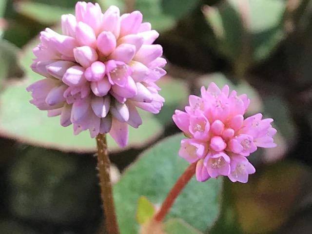 stqc\o (P) qy130z  ybg/|/| 