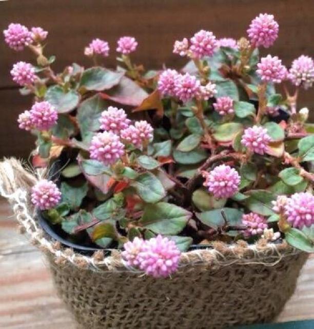 stqc\o (P) qy130z  ybg/|/| 