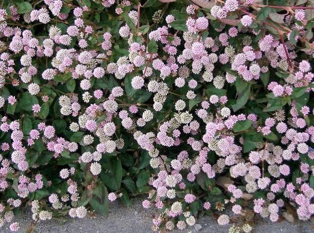 stqc\o (P) qy130z  ybg/|/| 