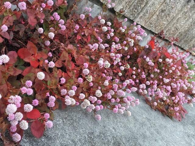 stqc\o (P) qy130z  ybg/|/| 