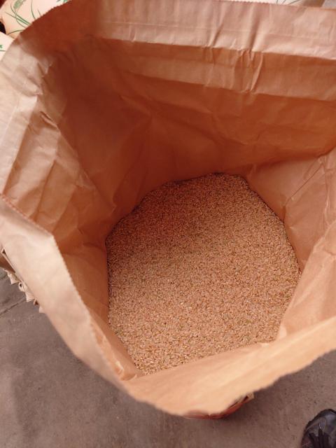 青森県産の令和7年産「まっしぐら」玄米10kgです。送料込み 農家直送 < グルメ/ドリンク 青森県産の令和7年産「まっしぐら」玄米10kgです。送料込み 農家直送 < グルメ/ドリンクの