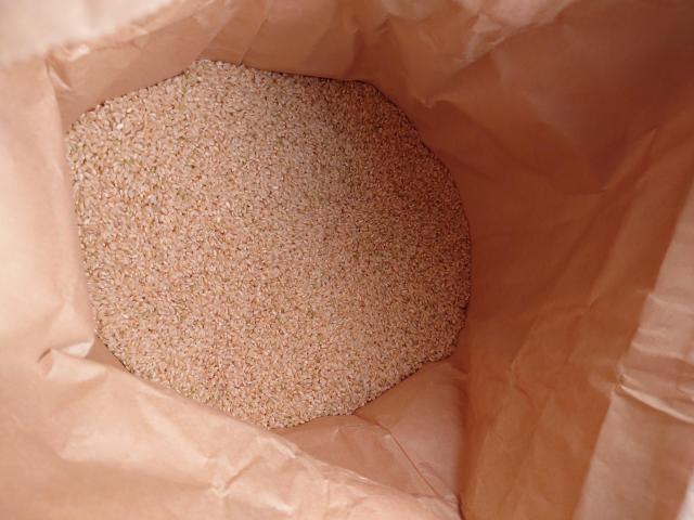 青森県産の令和7年産「まっしぐら」玄米10kgです。送料込み 農家直送 < グルメ/ドリンク 青森県産の令和7年産「まっしぐら」玄米10kgです。送料込み 農家直送 < グルメ/ドリンクの