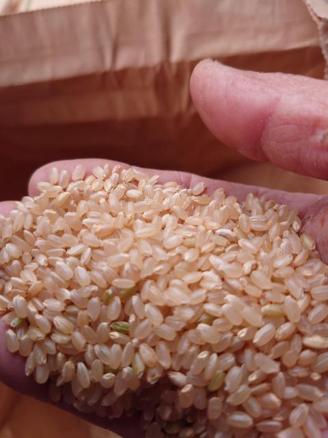 青森県産の令和7年産「まっしぐら」玄米10kgです。送料込み 農家直送 < グルメ/ドリンク 青森県産の令和7年産「まっしぐら」玄米10kgです。送料込み 農家直送 < グルメ/ドリンクの