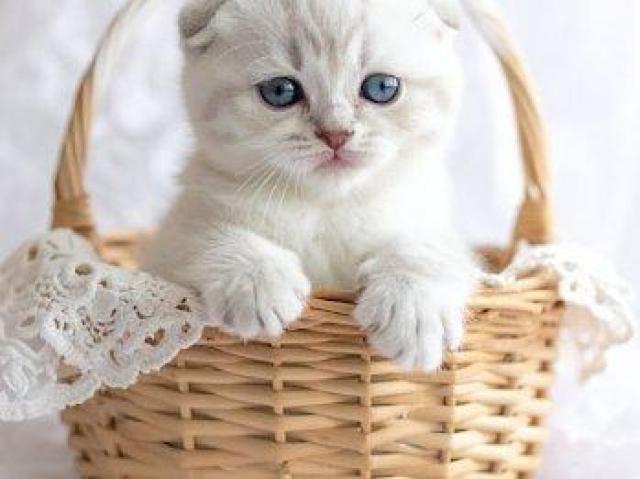 キャンバス トートバッグ オリーブ スコティシュフォールド 猫好き 愛猫 前 < 女性ファッション キャンバス トートバッグ オリーブ スコティシュフォールド 猫好き 愛猫 前 < 女性ファッションの