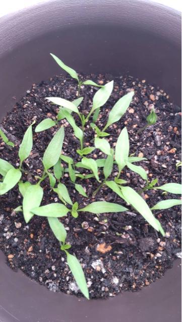 ؍@hq^l@100  ybg/|/| 