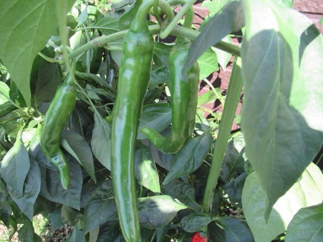 ؍@hq^l@100  ybg/|/| 