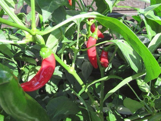 ؍@hq^l@100  ybg/|/| 