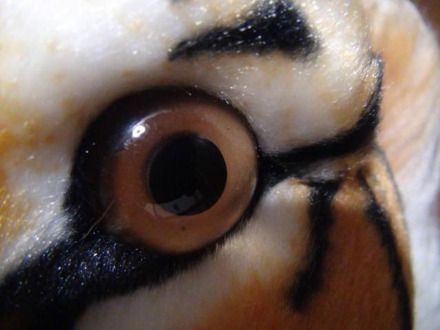 REA TIGER MAT A ^CK| }bg  Vi^Ot !B   
