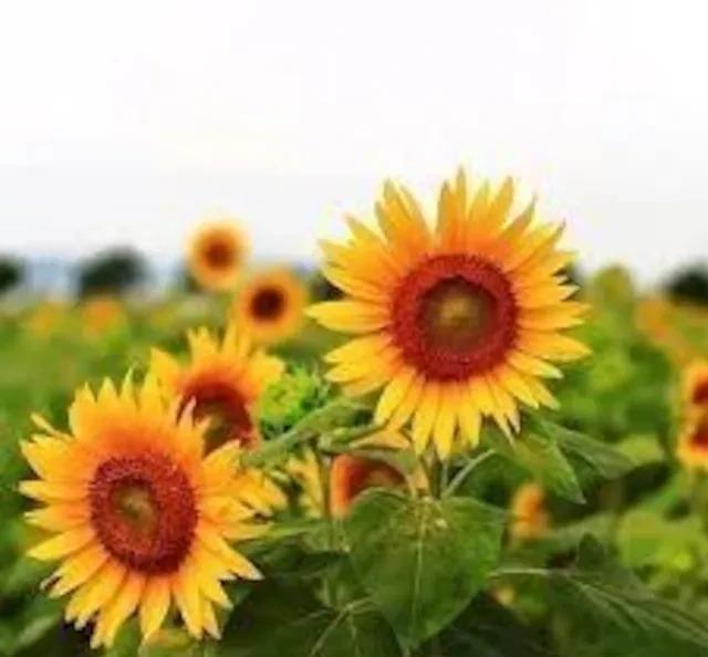 花種、5種セット+選べる粗品+匿名送料無料です\(^o^)/ < ペット/手芸/園芸  花種、5種セット+選べる粗品+匿名送料無料です\(^o^)/  < ペット/手芸/園芸の