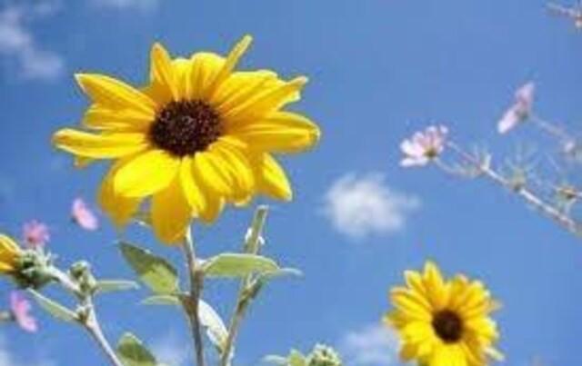 花種、5種セット+選べる粗品+匿名送料無料です\(^o^)/ < ペット/手芸/園芸  花種、5種セット+選べる粗品+匿名送料無料です\(^o^)/ < ペット/手芸/園芸の