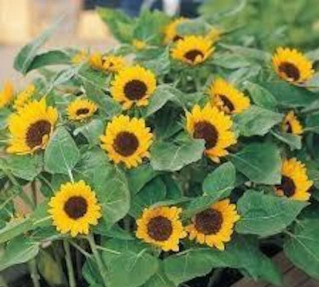 花種、5種セット+選べる粗品+匿名送料無料です\(^o^)/ < ペット/手芸/園芸  花種、5種セット+選べる粗品+匿名送料無料です\(^o^)/ < ペット/手芸/園芸の