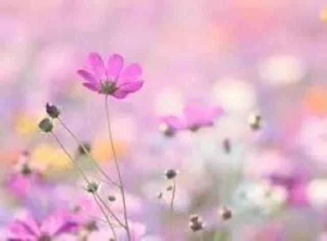 花種、5種セット+選べる粗品+匿名送料無料です\(^o^)/ < ペット/手芸/園芸  花種、5種セット+選べる粗品+匿名送料無料です\(^o^)/ < ペット/手芸/園芸の