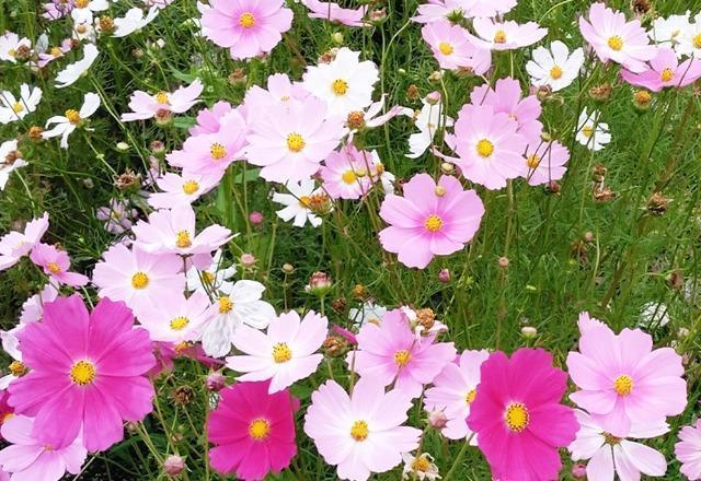 花種、5種セット+選べる粗品+匿名送料無料です\(^o^)/ < ペット/手芸/園芸  花種、5種セット+選べる粗品+匿名送料無料です\(^o^)/ < ペット/手芸/園芸の