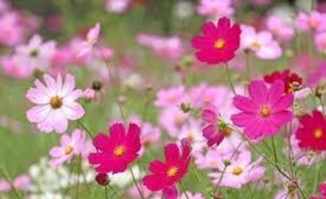 花種、5種セット+選べる粗品+匿名送料無料です\(^o^)/ < ペット/手芸/園芸  花種、5種セット+選べる粗品+匿名送料無料です\(^o^)/ < ペット/手芸/園芸の