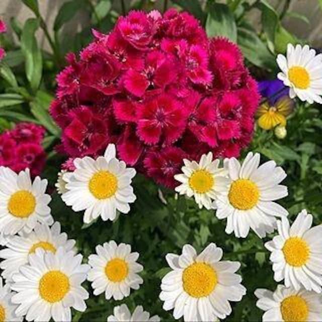 花種、5種セット+選べる粗品+匿名送料無料です\(^o^)/ < ペット/手芸/園芸  花種、5種セット+選べる粗品+匿名送料無料です\(^o^)/ < ペット/手芸/園芸の