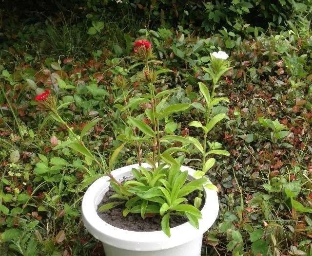 花種、5種セット+選べる粗品+匿名送料無料です\(^o^)/ < ペット/手芸/園芸  花種、5種セット+選べる粗品+匿名送料無料です\(^o^)/ < ペット/手芸/園芸の