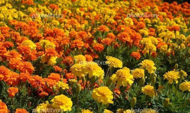 天然マリーゴールドの花種、大量1万粒パック+選べる粗品をプレゼント。安心匿名の全国送料無料です\(^o^)/ < ペット/手芸/園芸  天然マリーゴールドの花種、大量1万粒パック+選べる粗品をプレゼント。安心匿名の全国送料無料です\(^o^)/  < ペット/手芸/園芸の