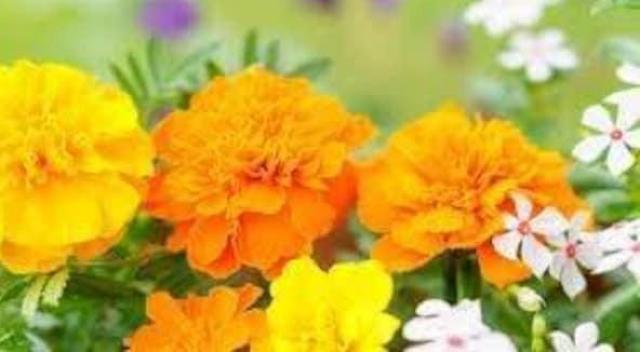 天然マリーゴールドの花種、大量1万粒パック+選べる粗品をプレゼント。安心匿名の全国送料無料です\(^o^)/ < ペット/手芸/園芸  天然マリーゴールドの花種、大量1万粒パック+選べる粗品をプレゼント。安心匿名の全国送料無料です\(^o^)/ < ペット/手芸/園芸の