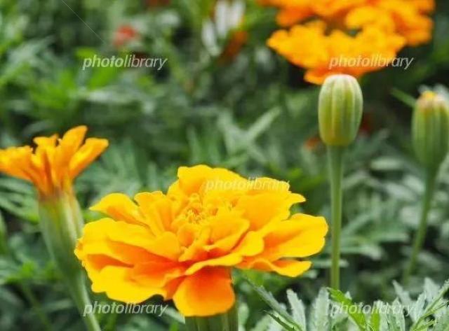 天然マリーゴールドの花種、大量1万粒パック+選べる粗品をプレゼント。安心匿名の全国送料無料です\(^o^)/ < ペット/手芸/園芸  天然マリーゴールドの花種、大量1万粒パック+選べる粗品をプレゼント。安心匿名の全国送料無料です\(^o^)/ < ペット/手芸/園芸の