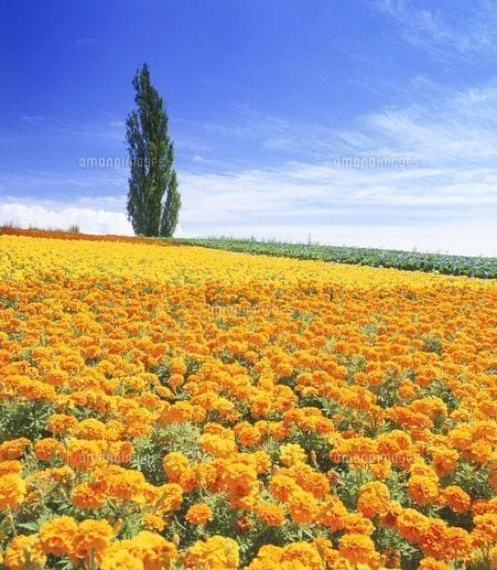 天然マリーゴールドの花種、大量1万粒パック+選べる粗品をプレゼント。安心匿名の全国送料無料です\(^o^)/ < ペット/手芸/園芸  天然マリーゴールドの花種、大量1万粒パック+選べる粗品をプレゼント。安心匿名の全国送料無料です\(^o^)/ < ペット/手芸/園芸の