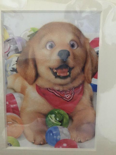 ������ [�J�v�Z���ƃ��g���[�o�[] �z�t���C���X�g�|�X�^�[���V�i �� �y�b�g/��|/���|�� 