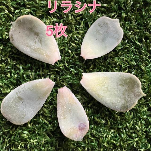 �����V�i �t���� �t�}�� 5�� ���� �����A�� A  �� �y�b�g/��|/���|�� 