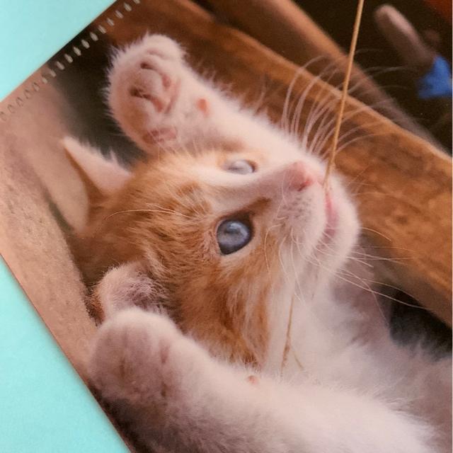 こねこのファイル 販促品 < インテリア/ライフ  こねこのファイル 販促品 < インテリア/ライフの