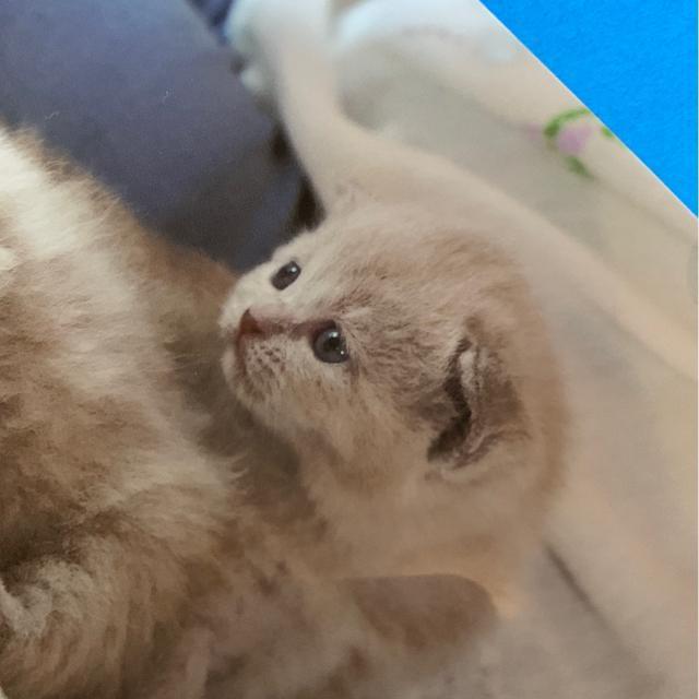 こねこのファイル 販促品 < インテリア/ライフ  こねこのファイル 販促品 < インテリア/ライフの