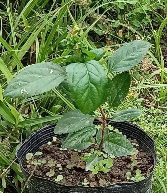 ÂĔA񂲂̕c؁{G߂̎Zbg{Iׂei{Sł_(^o^)^  ybg/|/| 