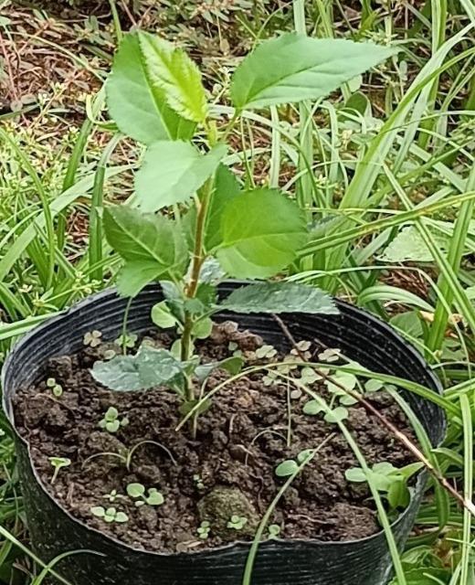 ÂĔA񂲂̕c؁{G߂̎Zbg{Iׂei{Sł_(^o^)^  ybg/|/| 