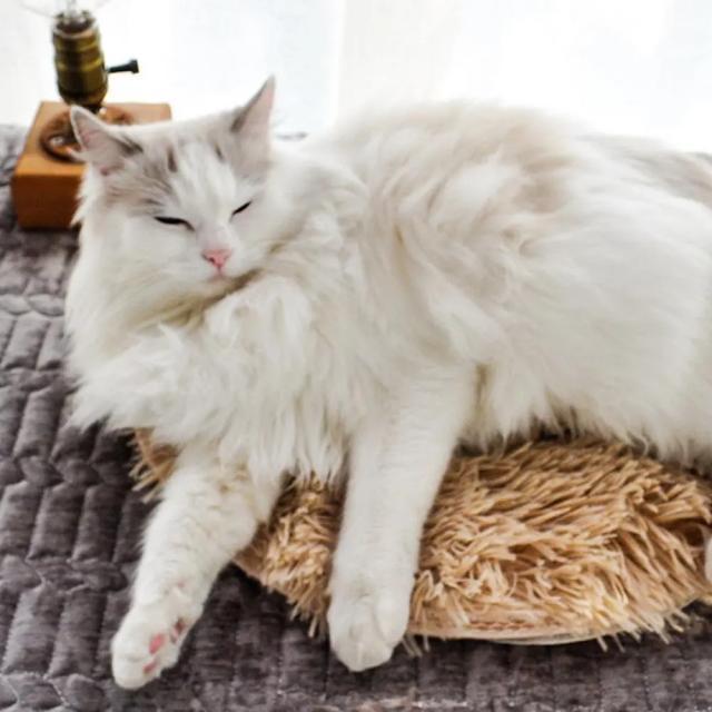 ペットホットカーペットマット ペットヒーター 犬 猫ペット電気毛布 省エネヒーターUSB電源 暖かいホットカーペット丸型 寒さ対策 < ペット/手芸/園芸  ペットホットカーペットマット ペットヒーター 犬 猫ペット電気毛布 省エネヒーターUSB電源 暖かいホットカーペット丸型 寒さ対策 < ペット/手芸/園芸の