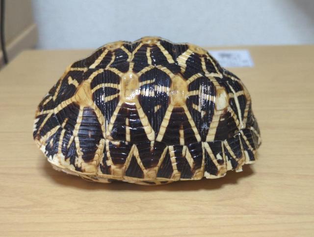 �z�V�K���@�b���@�{��  �� �C���e���A/���C�t�� 