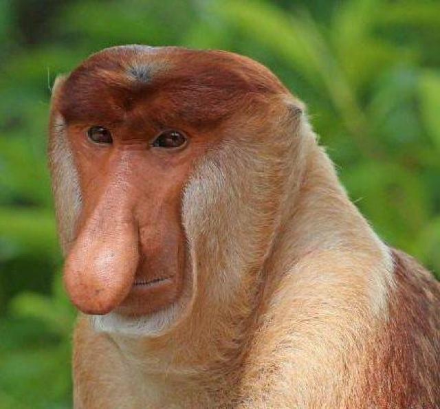 ☆ガキの使いやあらへんで!松本人志 挑戦シリーズ(27) < CD/DVD/ビデオ ☆ガキの使いやあらへんで!松本人志 挑戦シリーズ(27) < CD/DVD/ビデオの