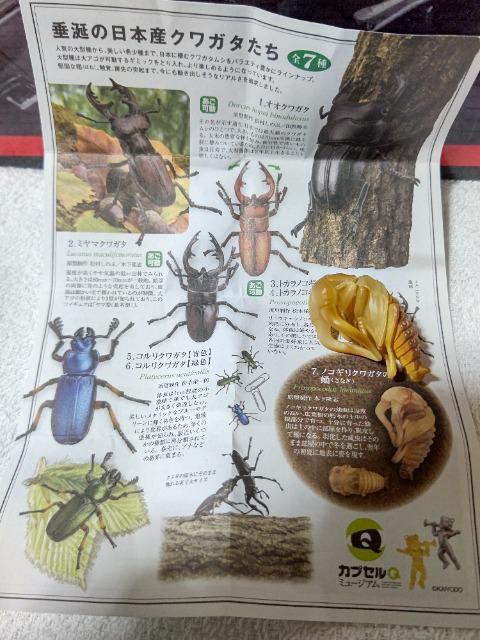 海洋堂 カプセルQ ノコギリクワガタ サナギ < ホビー 海洋堂 カプセルQ ノコギリクワガタ サナギ < ホビーの