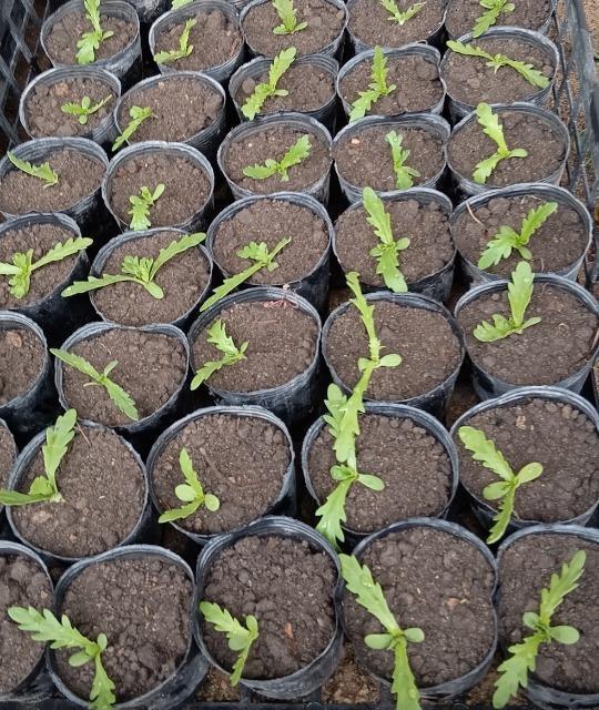 Pte̋cPQZbg{}[S[hԎ{Iׂei{Sł_(^o^)^   ybg/|/| 