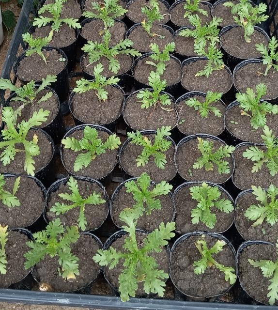 Pte̋cPQZbg{}[S[hԎ{Iׂei{Sł_(^o^)^  ybg/|/| 