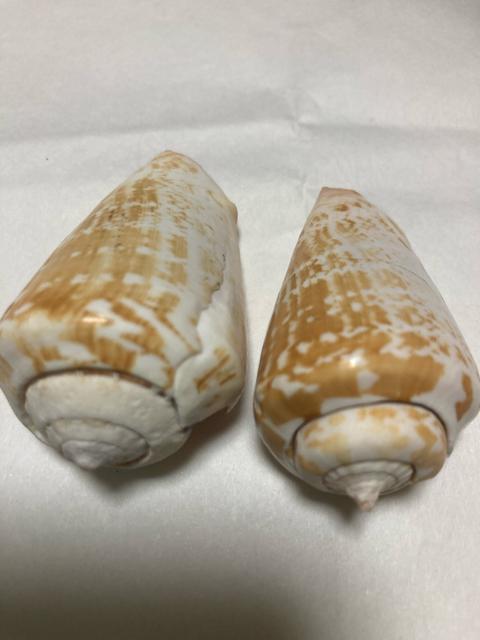 1927.貝がら☆同種2個☆インテリア ハンドメイドなどに < インテリア/ライフ  1927.貝がら☆同種2個☆インテリア ハンドメイドなどに  < インテリア/ライフの
