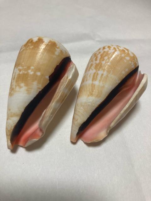 1927.貝がら☆同種2個☆インテリア ハンドメイドなどに < インテリア/ライフ  1927.貝がら☆同種2個☆インテリア ハンドメイドなどに < インテリア/ライフの