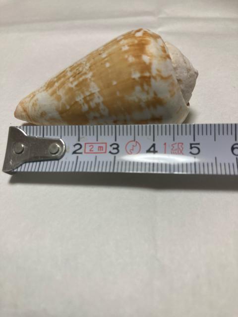 1927.貝がら☆同種2個☆インテリア ハンドメイドなどに < インテリア/ライフ  1927.貝がら☆同種2個☆インテリア ハンドメイドなどに < インテリア/ライフの