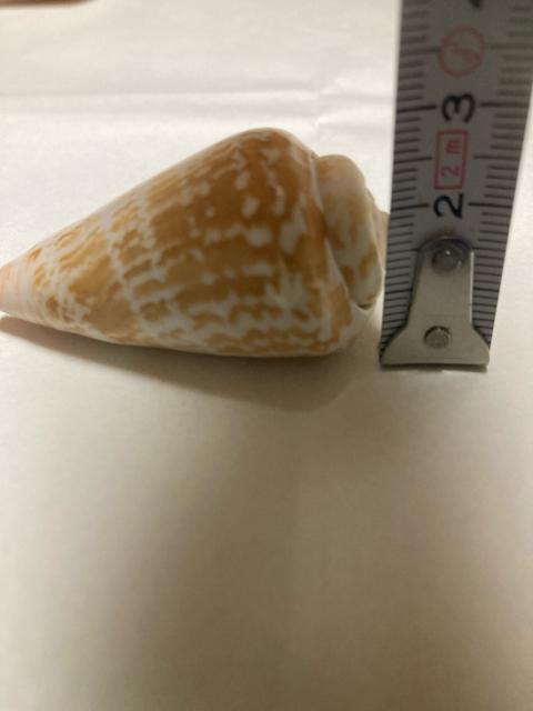 1927.貝がら☆同種2個☆インテリア ハンドメイドなどに < インテリア/ライフ  1927.貝がら☆同種2個☆インテリア ハンドメイドなどに < インテリア/ライフの