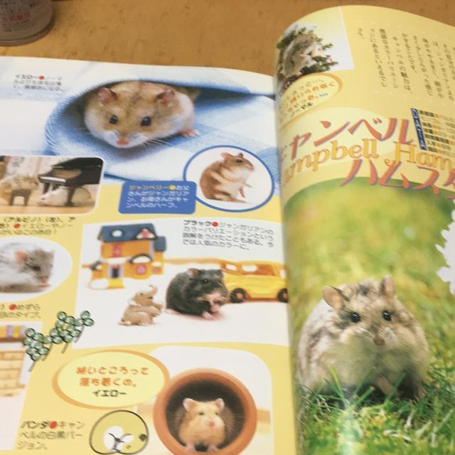 ハムスター カラー図鑑&飼い方 < ペット/手芸/園芸 ハムスター カラー図鑑&飼い方 < ペット/手芸/園芸の