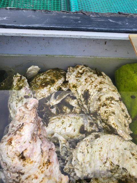 ろ過用牡蠣殻 < ペット/手芸/園芸 ろ過用牡蠣殻 < ペット/手芸/園芸の